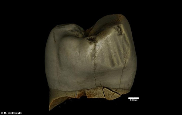 Kürdan İzi, 46000 Yıl Önce Neandertallerin Diş Bakımı Yaptığını Gösterdi