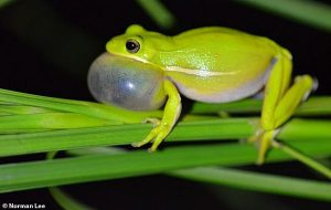 Green Tree Frog Uses A Natural Headset Technology By Inflating Its Lung