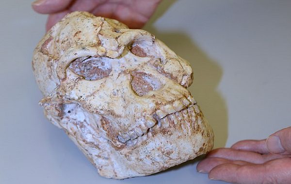 3.67 Milyon Yıl Önce Yaşamış En Eski Atamız 'Küçük Ayak', Lucy ile Karşılaştırıldı