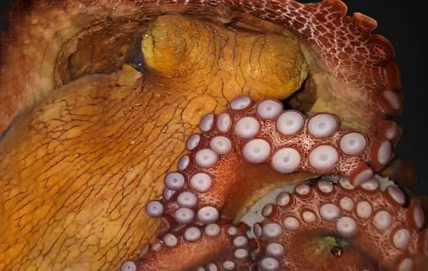 Octopuses have two alternating