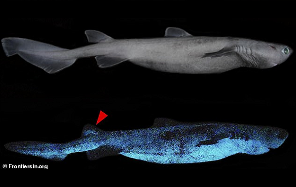 Dünyada İlk Defa Devasa Işığıyla Parlayan Biyolüminesans Özelliğe Sahip Köpek Balığı Bulundu