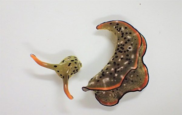 Sea Slugs Can Sever Their Own Heads and Then Regenerate A Whole New Body