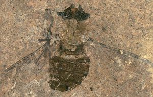 47 Milyon Yıllık Sineğin