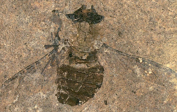 47 Milyon Yıllık Sineğin