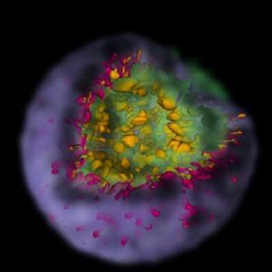 Supernova simulations reveal