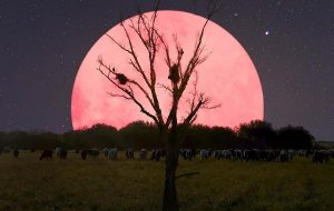Bu Pazartesi, Geceyi Pembe Süper Ay Aydınlatacak