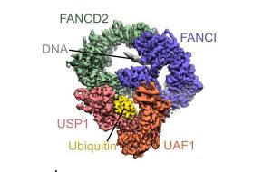 Cutting-edge cryo-EM reveals