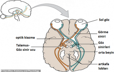 Göz-Beyin Bağlantısında Ders Kitaplarını Tamamen Değiştirecek Bir Keşif Yapıldı