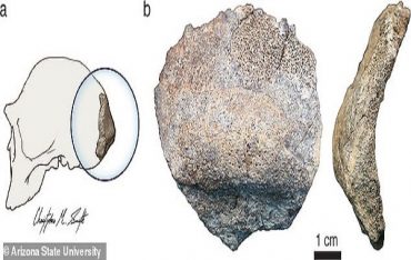 2 Milyon Yıllık Home Erectus Kafatası Kemiği İnsan Atasını Ortaya Çıkarıyor