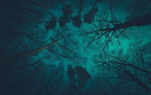 Evren Karanlık Bir Ormandır! Uzaylılarla Temas Kuramamazın Nedeni Üzerine Bir Hipotez