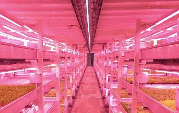 Londrada Yerin 33 Metre Altındaki Sığınaklar Dikey Çiftlik Alanına Dönüştü