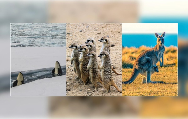 Bilim Doğadaki Farklı