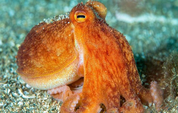 Hayvan Refahı Yasasına Göre Ahtapotlar Hayvan Olarak Tanınmıyor