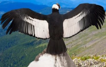 Adına Tapınaklar Yapılan, Ölümden Sonra Hayatın Sembolu: And Kondoru