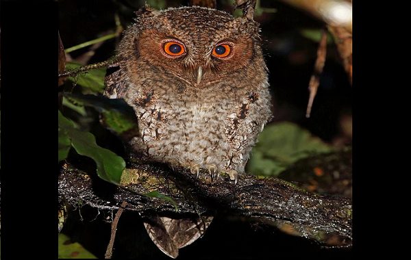125 Yıl Sonra İlk Kez Turuncu Gözlü Baykuş Türü Görüldü