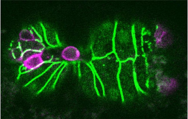 Biologists discover a trigger
