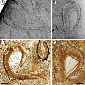 Dinosaur-age fossils provide