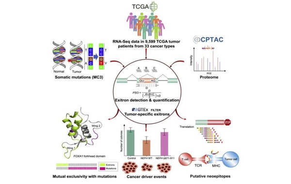 Kanser Gelişiminin Altında