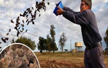 Milyarlarca Fare İçme Suyu Kaynağından Tarlalara Kadar Avustralya'yı İstila Etti