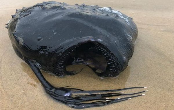 Başındaki Ampulüyle 914 Metre Derinde Yaşayan Fener Balığı Kıyıya Vurdu