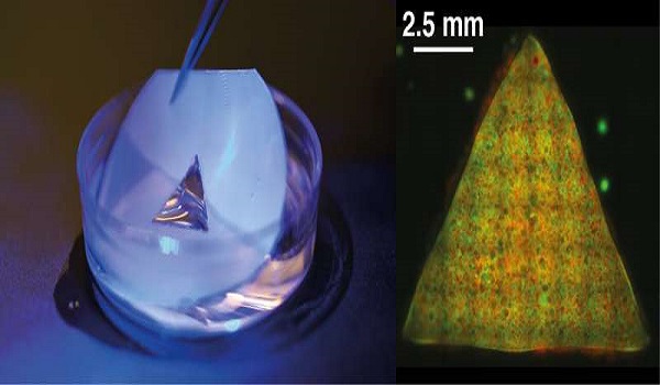 Scientists pioneer creation