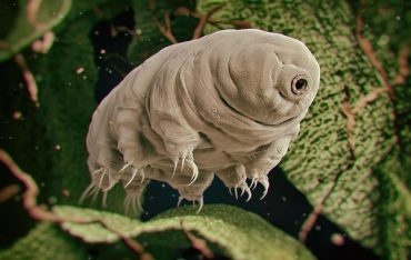 Uzayda Yaşayabileceğini Görmek İçin Tardigradlara 3475 km/sa Hızla Ateş Edildi
