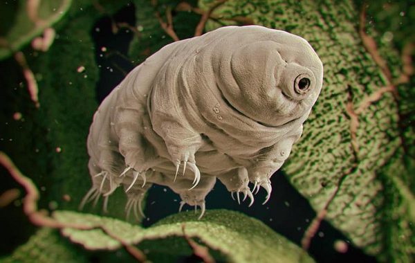 NASA Bu Hafta 5000 Tardigrat ve Parlayan Yavru Kalamarları Uzaya Fırlatacak