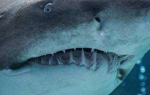 150 Milyon Yıl Önce Yaşamış