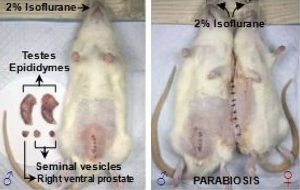 Dişi ve Hadım Edilen Erkek Fareyi Birleştirdiler: Döllenen Erkek Fare Doğum Yaptı
