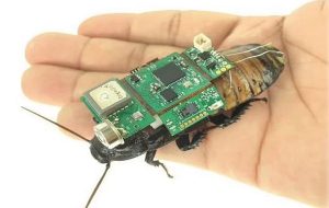 Sırtına Kameralı Çip Takılan Hamam Böcekleri Afetzedeleri Bulmak İçin Kullanılacak