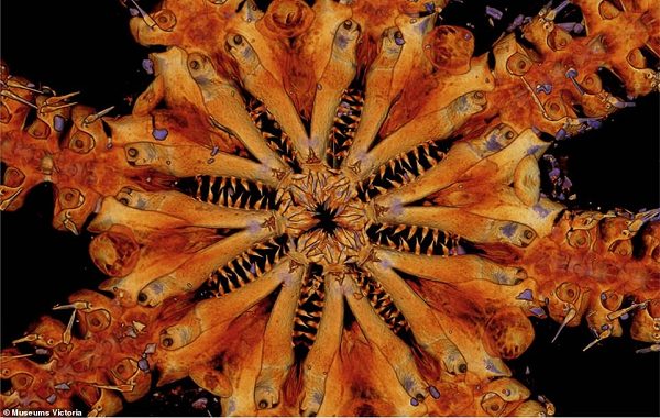 Okyanusun Derinlerinde Jurassic Dönemi Jilet Gibi Keskin Dişli Yaratık Keşfedildi