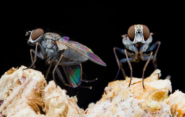 Katil Sineklerin, Şahinlerden Beş Kat Daha Hızlı Uçtuğu Keşfedildi (Video)