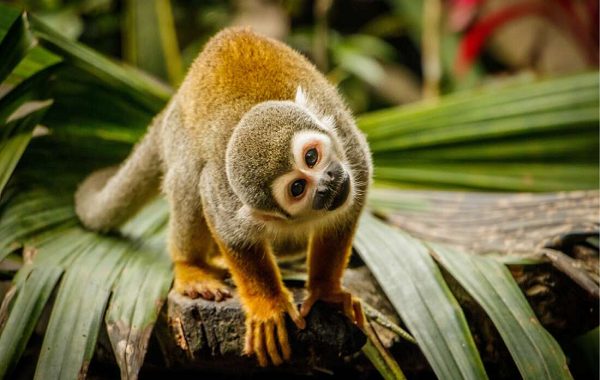 Yeni Bir Alzheimer İlacı Maymun Beyinlerinde Hastalığın İlerlemesini Durdurdu