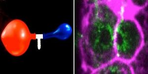 Researchers discover that a mechanical