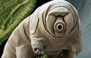 Dünyanın En Dayanıklısı