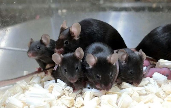 'Space pups': Mouse sperm