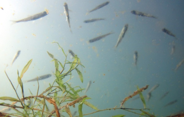 Tatlı Su Göllerindeki Oksijen