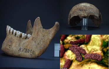 5000 Yıllık İskelette Veba Salgınına Sebep Olan Bakterinin En Eski Türü Bulundu