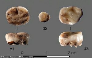 31000 Yıllık Dişler 500.000 Yıldan Daha Önce Neandertallerin de Soğuk Algınlığı Yaşadığını Gösterdi