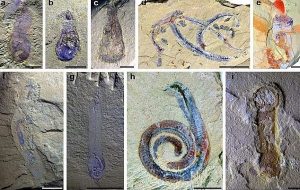 Fosil Hazinesi Keşfedildi: 518 Milyon Yıllık 118 Türden 17'si İlk Defa Görüldü