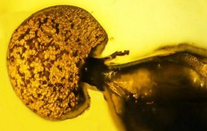 Kehribarda Keşfedilen Parazitle Enfekte Edilmiş 50 Milyon Yıllık En Eski Karınca Örneği