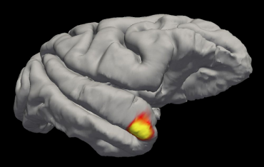 Scientists Discover a New Class of Memory Cells in the Brain