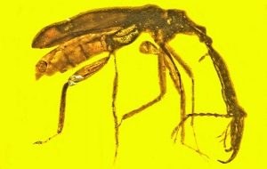 Eş Ararken Gövdesini Silah Olarak Kullanan 100 Milyon Yıllık Bit Keşfedildi