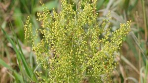 Scientists have proven the effectiveness of wormwood extract against coronavirus