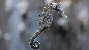 How Do Male Seahorses Give Birth? Study Unlocks Genetic Key To Male Pregnancy