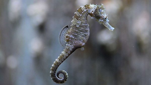 How Do Male Seahorses Give Birth? Study Unlocks Genetic Key To Male Pregnancy