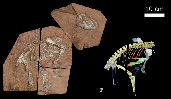 200 Milyon Yıllık Fosil Dinozor Ne İnsan Ne De Bir Kuş Gibi Nefes Alıyordu