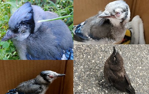 Mysterious Disease That Blinds And Kills Birds is Spreading With Thousands of Cases