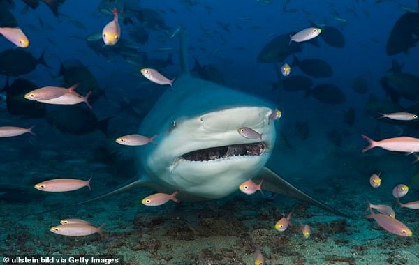 Köpek Balıklarının Birbirlerinden Kaçınmak İçin Vardiyalı Avlandığı Keşfedildi