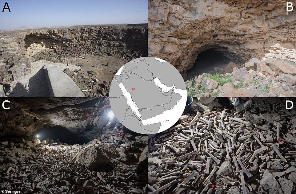 Sırtlanların Binlerce Yıldır Öldürdüklerini Sakladıkları Devasa Kemik Yığınıyla Dolu Bir Mağara Bulundu